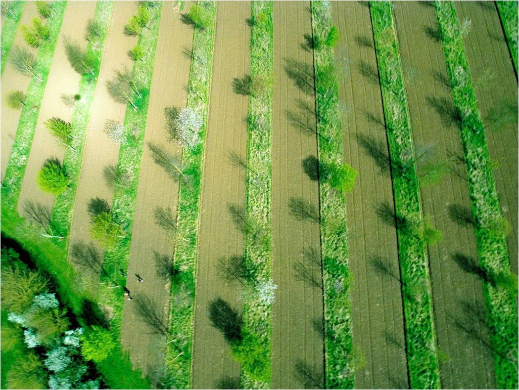 Agroforestry, combining trees and arable crops